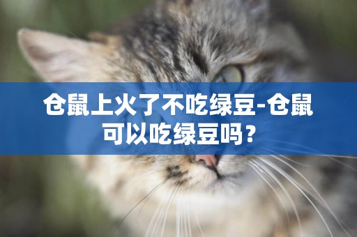 倉鼠上火了不吃綠豆-倉鼠可以吃綠豆嗎？