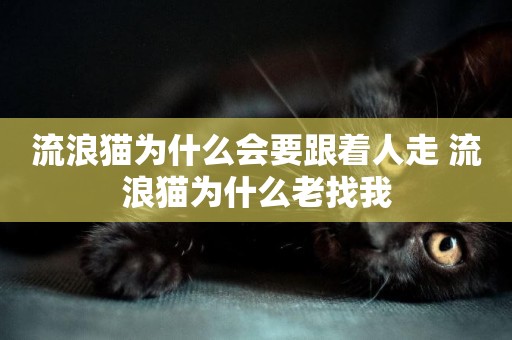 流浪貓為什么會要跟著人走 流浪貓為什么老找我