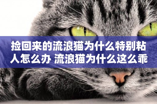 撿回來的流浪貓為什么特別粘人怎么辦 流浪貓為什么這么乖