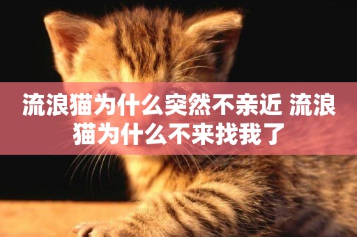 流浪貓為什么突然不親近 流浪貓為什么不來找我了