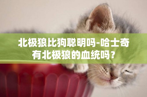北極狼比狗聰明嗎-哈士奇有北極狼的血統嗎？