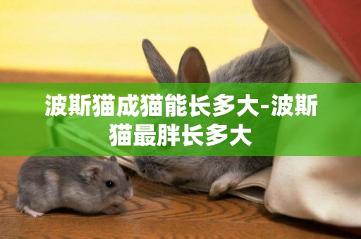 波斯貓成貓能長多大-波斯貓最胖長多大