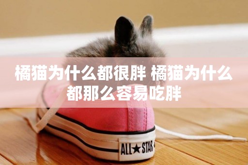 橘貓為什么都很胖 橘貓為什么都那么容易吃胖