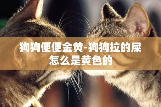 狗狗便便金黃-狗狗拉的屎怎么是黃色的