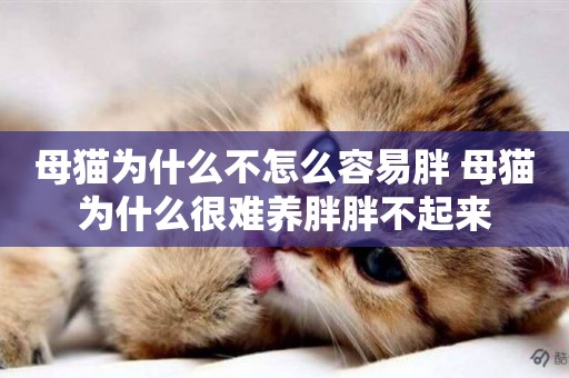 母貓為什么不怎么容易胖 母貓為什么很難養胖胖不起來