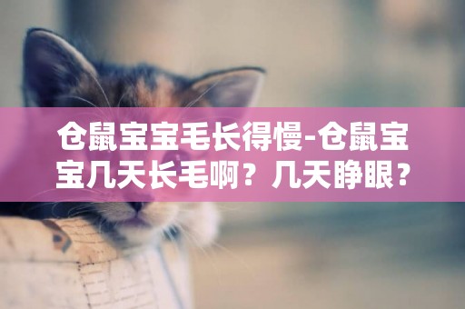倉鼠寶寶毛長得慢-倉鼠寶寶幾天長毛啊？幾天睜眼？