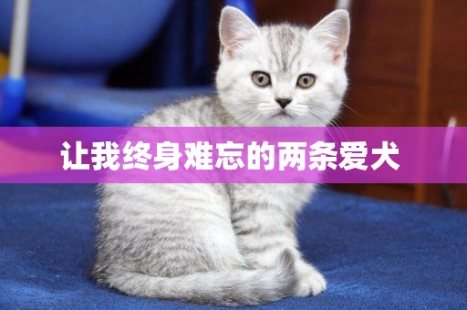 讓我終身難忘的兩條愛犬 