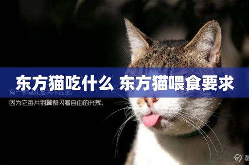 東方貓吃什么 東方貓喂食要求
