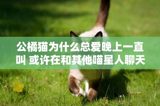 公橘貓為什么總愛晚上一直叫 或許在和其他喵星人聊天呢！