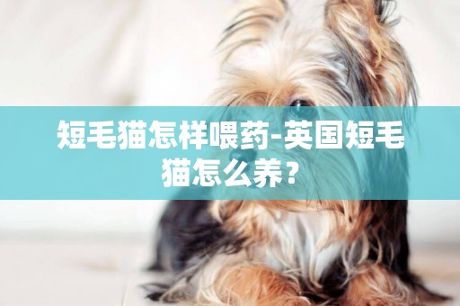 短毛貓怎樣喂藥-英國短毛貓怎么養？