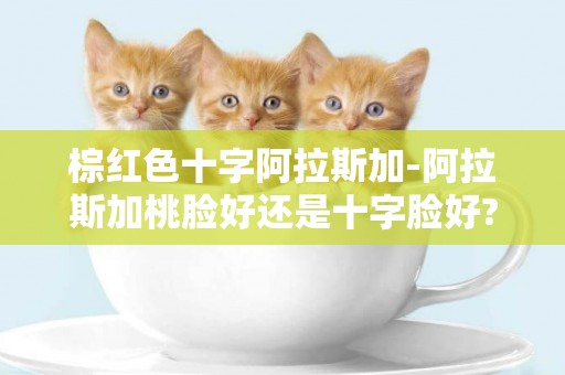 棕紅色十字阿拉斯加-阿拉斯加桃臉好還是十字臉好?