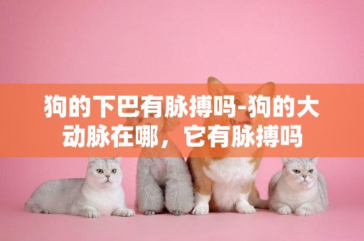 狗的下巴有脈搏嗎-狗的大動脈在哪，它有脈搏嗎