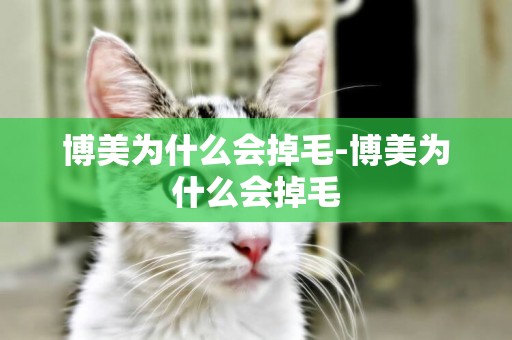 博美為什么會掉毛-博美為什么會掉毛