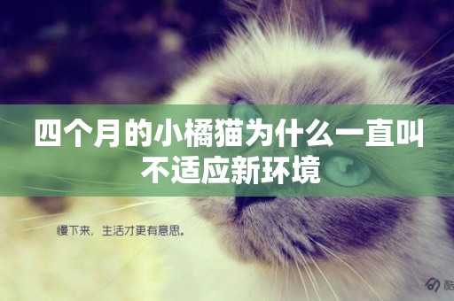 四個月的小橘貓為什么一直叫 不適應新環境