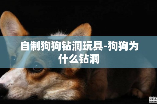 自制狗狗鉆洞玩具-狗狗為什么鉆洞