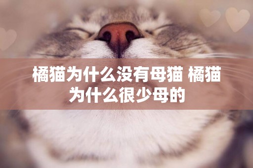 橘貓為什么沒有母貓 橘貓為什么很少母的