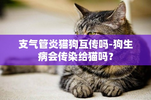 支氣管炎貓狗互傳嗎-狗生病會傳染給貓嗎？