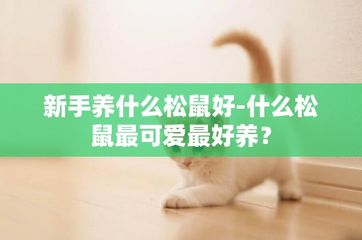 新手養什么松鼠好-什么松鼠最可愛最好養？