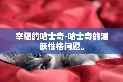 幸福的哈士奇-哈士奇的活躍性格問題。