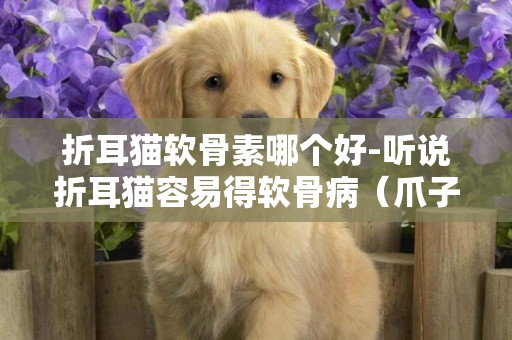 折耳貓軟骨素哪個好-聽說折耳貓容易得軟骨病（爪子會變形），請問這種病能治好嗎？不懂的不要亂答