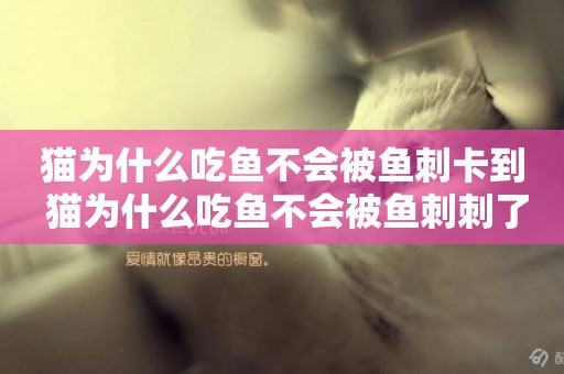 貓為什么吃魚不會被魚刺卡到 貓為什么吃魚不會被魚刺刺了
