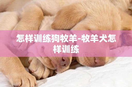 怎樣訓練狗牧羊-牧羊犬怎樣訓練