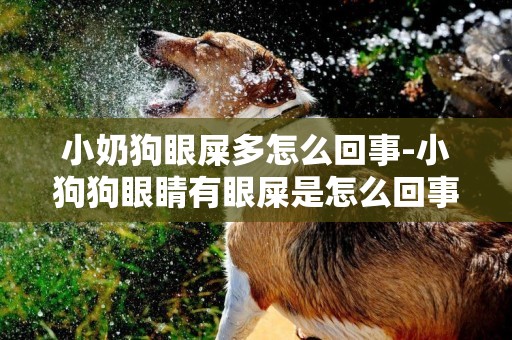 小奶狗眼屎多怎么回事-小狗狗眼睛有眼屎是怎么回事？