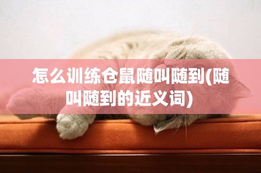 怎么訓練倉鼠隨叫隨到(隨叫隨到的近義詞) 