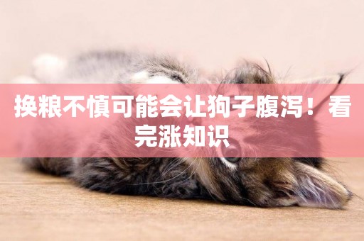 換糧不慎可能會讓狗子腹瀉！看完漲知識