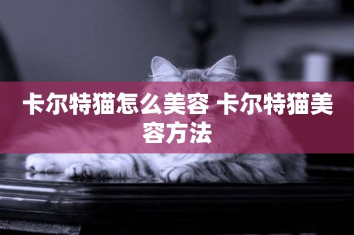 卡爾特貓怎么美容 卡爾特貓美容方法