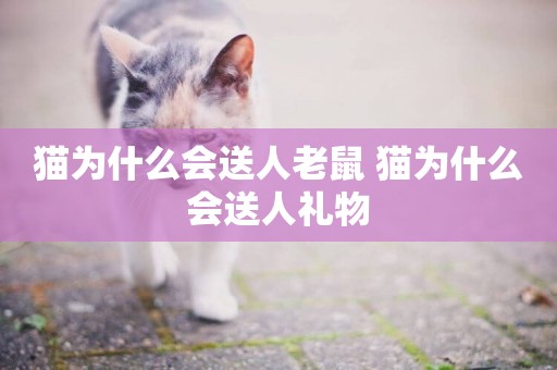 貓為什么會送人老鼠 貓為什么會送人禮物