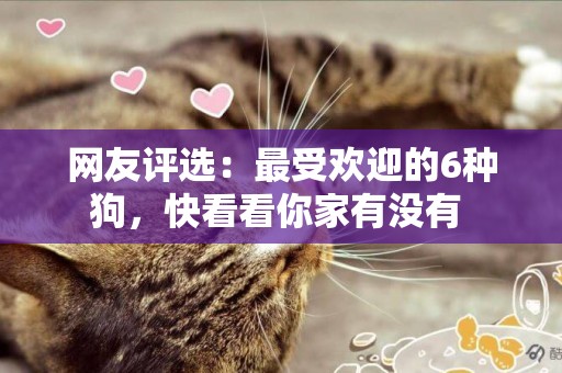 網友評選：最受歡迎的6種狗，快看看你家有沒有 