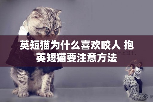 英短貓為什么喜歡咬人 抱英短貓要注意方法