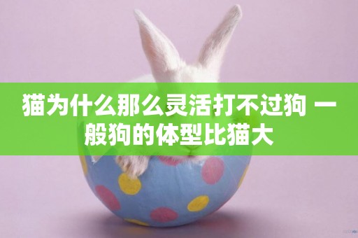 貓為什么那么靈活打不過狗 一般狗的體型比貓大