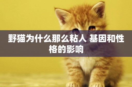 野貓為什么那么粘人 基因和性格的影響