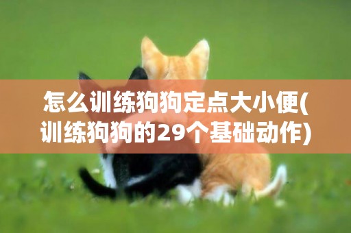 怎么訓練狗狗定點大小便(訓練狗狗的29個基礎動作) 