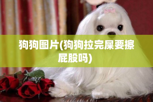狗狗圖片(狗狗拉完屎要擦屁股嗎) 