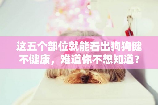 這五個部位就能看出狗狗健不健康，難道你不想知道？ 