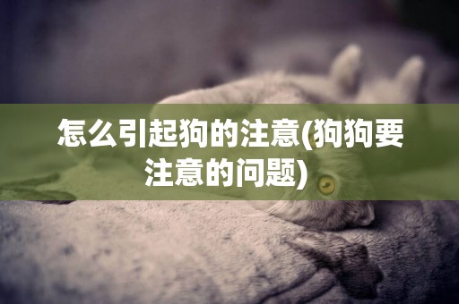 怎么引起狗的注意(狗狗要注意的問題) 