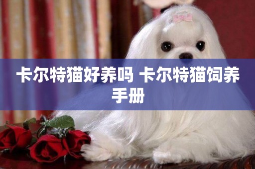 卡爾特貓好養嗎 卡爾特貓飼養手冊