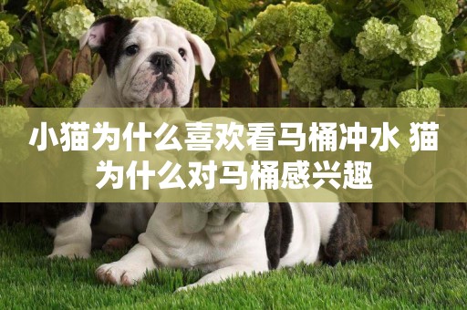 小貓為什么喜歡看馬桶沖水 貓為什么對馬桶感興趣