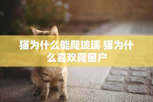 貓為什么能爬玻璃 貓為什么喜歡爬窗戶
