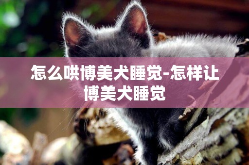 怎么哄博美犬睡覺-怎樣讓博美犬睡覺