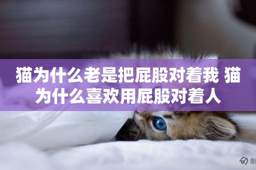 貓為什么老是把屁股對著我 貓為什么喜歡用屁股對著人