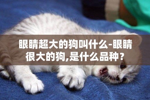 眼睛超大的狗叫什么-眼睛很大的狗,是什么品種？
