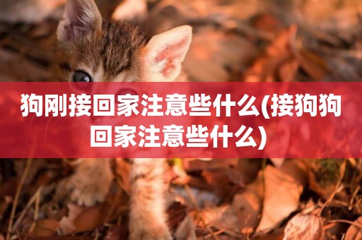 狗剛接回家注意些什么(接狗狗回家注意些什么) 