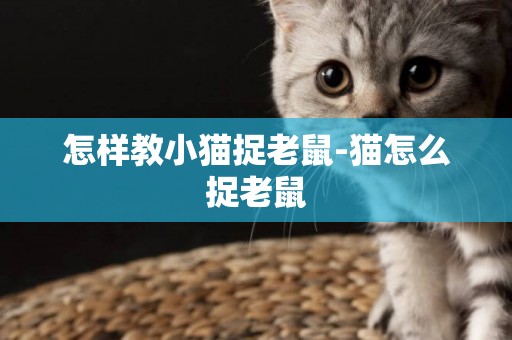 怎樣教小貓捉老鼠-貓怎么捉老鼠