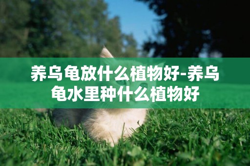 養烏龜放什么植物好-養烏龜水里種什么植物好
