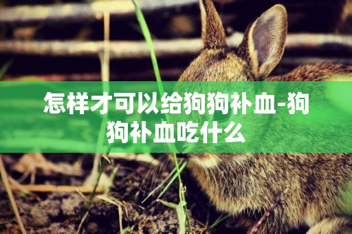 怎樣才可以給狗狗補血-狗狗補血吃什么
