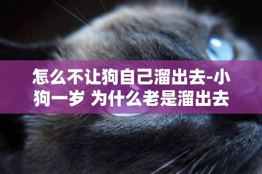 怎么不讓狗自己溜出去-小狗一歲 為什么老是溜出去